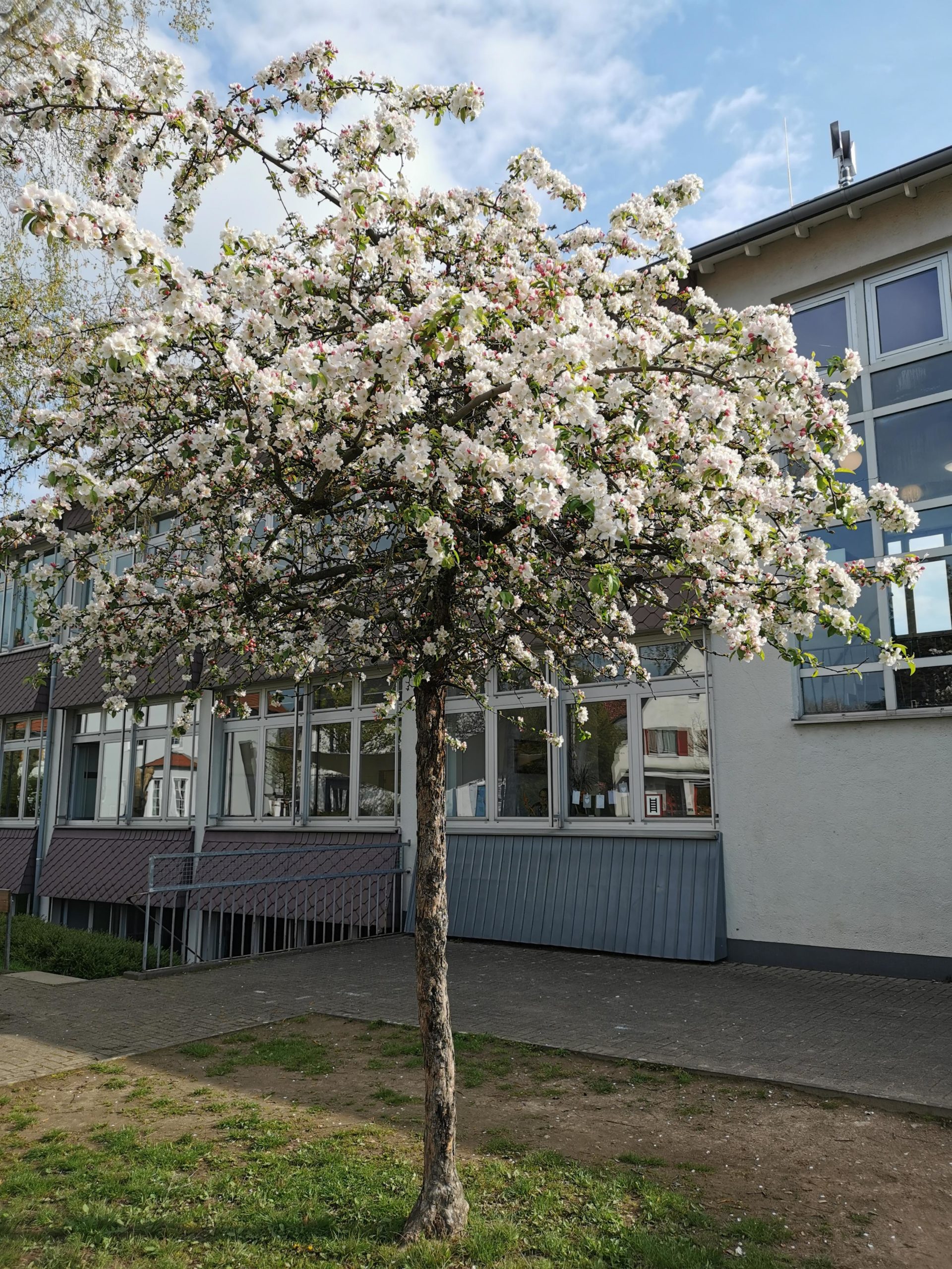 Read more about the article Willkommen, lieber Mai!